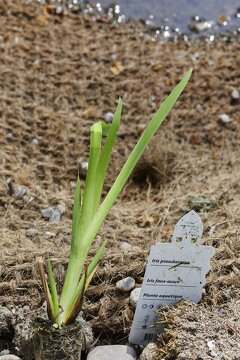 dtne bv plantation iris-pseudacorus 001