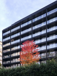 lyon immeuble arbre 01