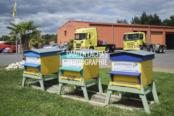 cci sept2025 abeille-en-beaujolais 002