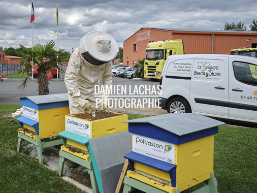 cci sept2025 abeille-en-beaujolais 011