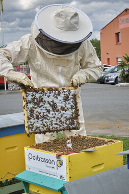 cci sept2025 abeille-en-beaujolais 012