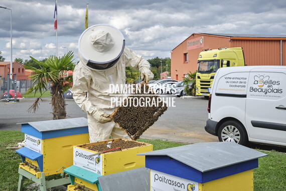 cci sept2025 abeille-en-beaujolais 013