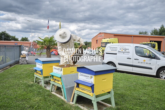 cci sept2025 abeille-en-beaujolais 014