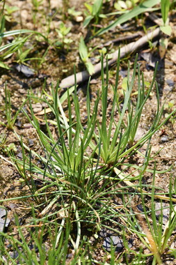 dt bourgogne centre juillet2014 littorella-uniflora 003