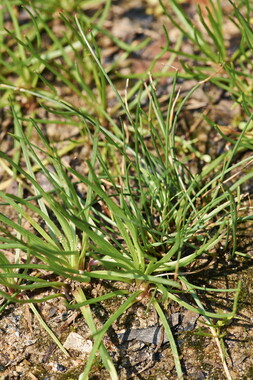 dt bourgogne centre juillet2014 littorella-uniflora 006