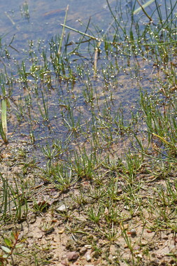 dt bourgogne centre juillet2014 littorella-uniflora 012
