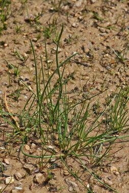 dt bourgogne centre juillet2014 littorella-uniflora 014