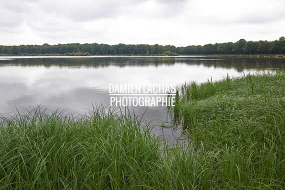 dt bourgogne centre juillet2014 puisaye bourdon 026