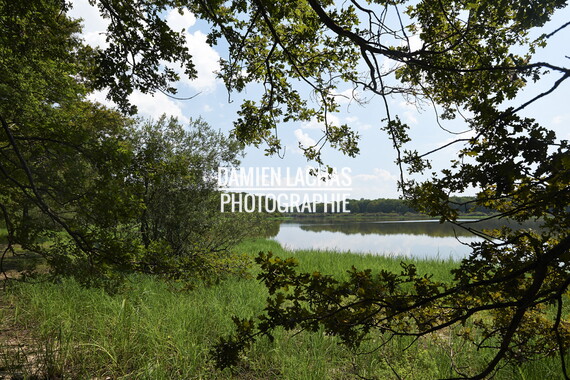 dt bourgogne centre juillet2014 puisaye bourdon 049