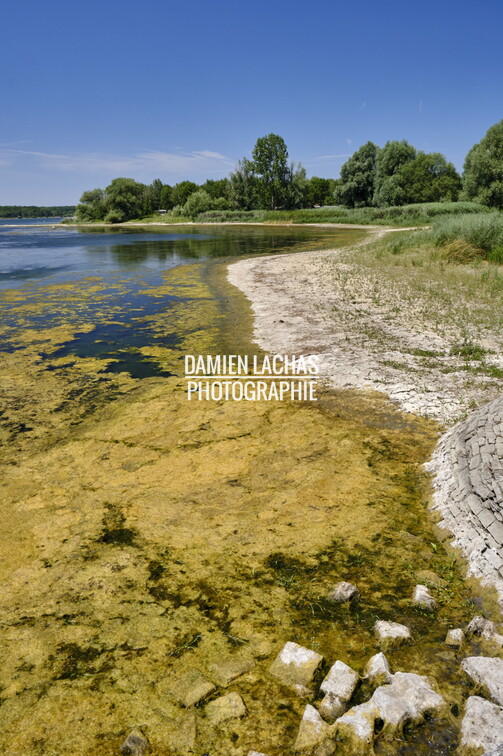 Algue envahissante due à la pollution au nitrate à l'étangd e Gondrexange dans en Moselle.
L'étang de Gondrexange d'une superficie d'environ 7 km² alimente le canal de la Marne au Rhin et le le canal des houillères de la Sarre qui début avec un embranchement.
L'étang fait parti avec l'étang du Stock et de Mittesheim de 3 retenues d'eau se suivant et alimantant le Canal des houillères de la Sarre. vnf_dts_barrage_reservoir_gondrexange_photo_005.jpg