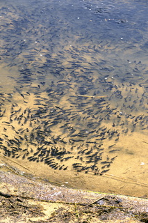 vnf dtcb barrage reservoir biodiversite 007