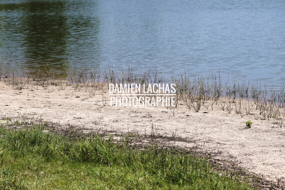 vnf dtcb etang berthaud 019