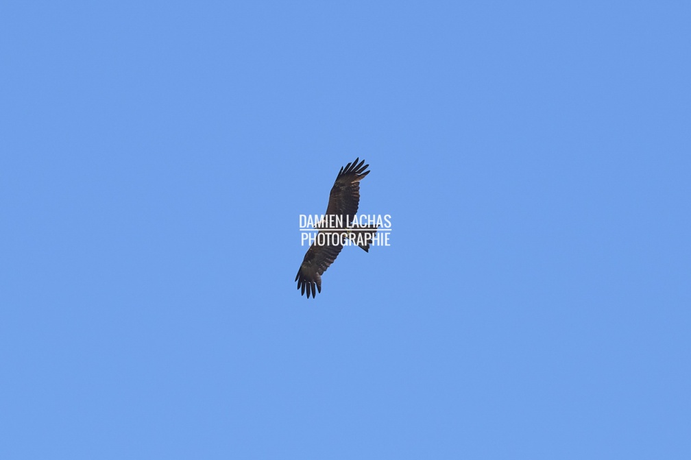 vnf_dtcb_etang_berthaud_rapace_004.jpg