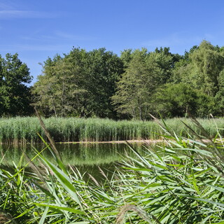 Etang de la Muette