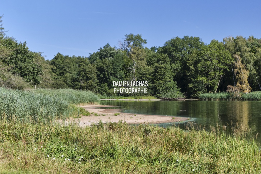 vnf_dtcb_etang_muette_006.jpg