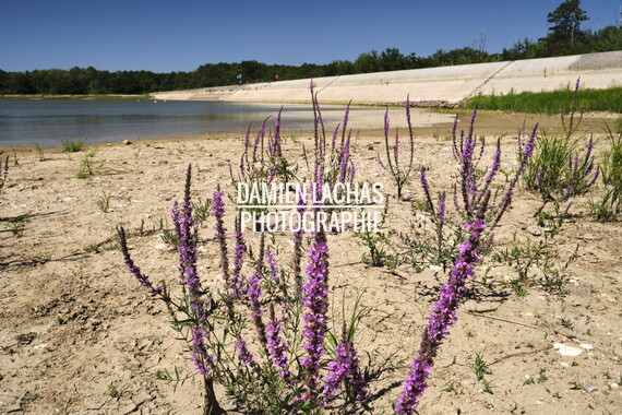 vnf dtcb etang tuilerie photo 007