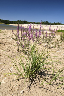 vnf dtcb etang tuilerie photo 009