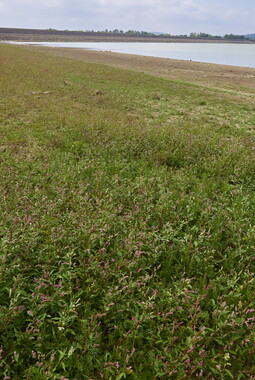 vnf barrage reservoir vingeanne 004