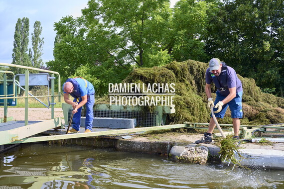 vnf dtcb canal centre plante envahissante agent vnf 004