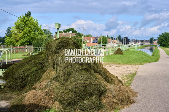 vnf dtcb canal centre plante envahissante agent vnf 015