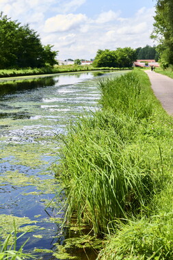 vnf dtcb canal centre plante envahissante biodiversite 001