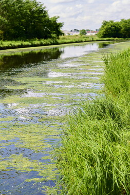 vnf dtcb canal centre plante envahissante biodiversite 002