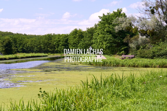 vnf dtcb canal centre plante envahissante biodiversite 003