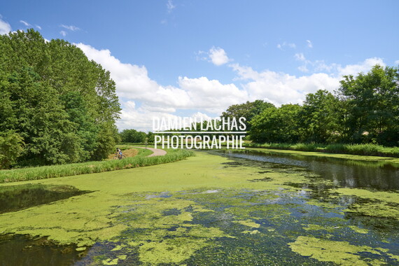 vnf dtcb canal centre plante envahissante biodiversite 004