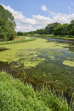 vnf dtcb canal centre plante envahissante biodiversite 005