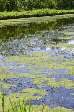 vnf dtcb canal centre plante envahissante biodiversite 006