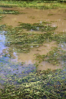 vnf dtcb canal centre plante envahissante biodiversite 007