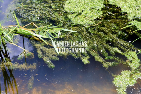 vnf dtcb canal centre plante envahissante biodiversite 008