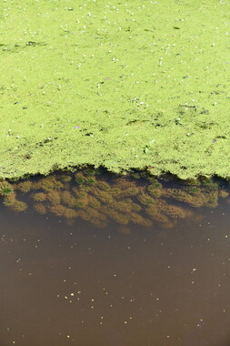 vnf dtcb canal centre plante envahissante biodiversite 009