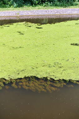 vnf dtcb canal centre plante envahissante biodiversite 010