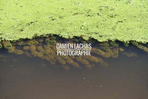vnf dtcb canal centre plante envahissante biodiversite 012