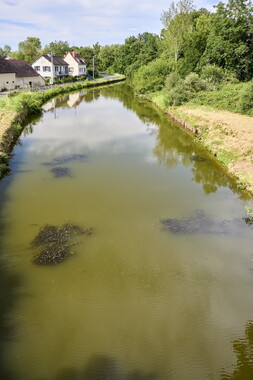 vnf dtcb canal centre plante envahissante biodiversite 015