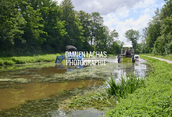 vnf dtcb canal centre plante envahissante faucardage 025