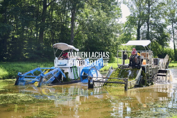 vnf dtcb canal centre plante envahissante faucardage 030