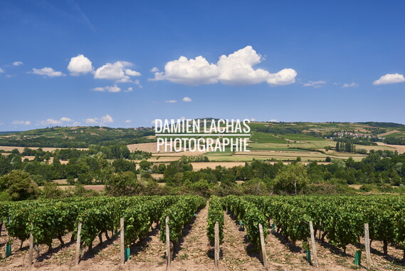 vnf dtcb canal centre vignes 001