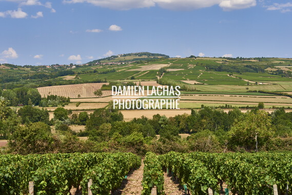 vnf dtcb canal centre vignes 002