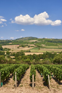 vnf dtcb canal centre vignes 003