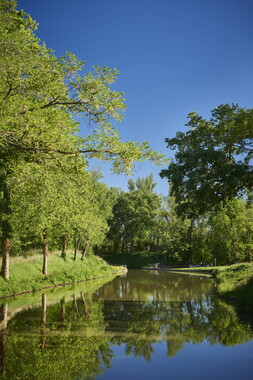 vnf cdm arbre paysage 001