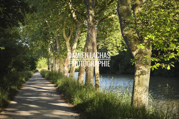 vnf cdm arbre paysage 004