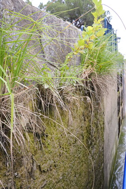 vnf cdm biodiversite 014