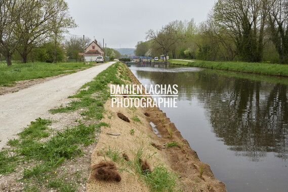 15 vnf berges vegetales dt-bourgogne-centre accolay 001