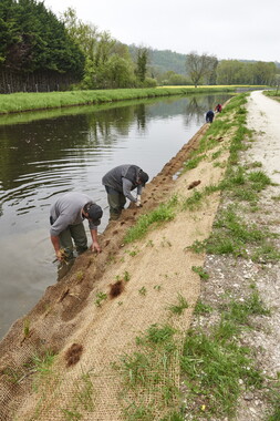 15 vnf berges vegetales dt-bourgogne-centre accolay 006
