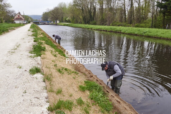 15 vnf berges vegetales dt-bourgogne-centre accolay 009