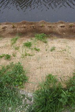 15 vnf berges vegetales dt-bourgogne-centre accolay 014