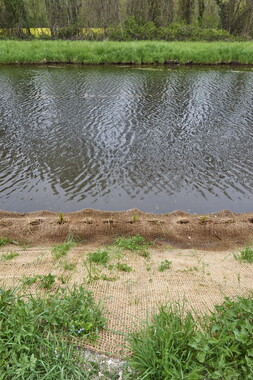 15 vnf berges vegetales dt-bourgogne-centre accolay 015