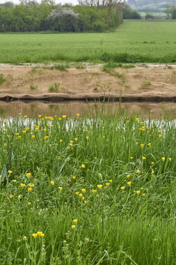 15 vnf berges vegetales dt-bourgogne-centre accolay 031